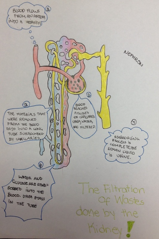 Excretory System - Human Body-Excretory System